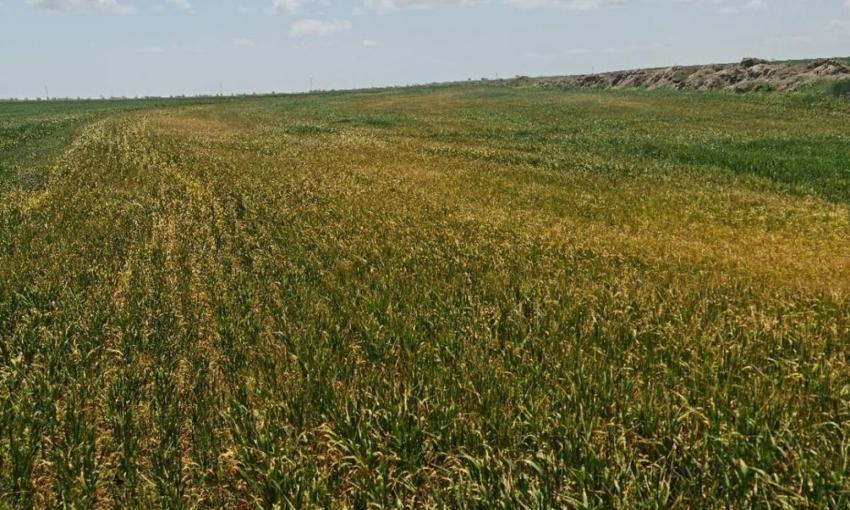 Konya’da tarlalarda sessiz tehlike! Bu hastalık büyük kayıplara yol açıyor