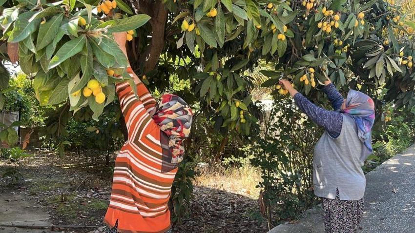 Talep azalınca bedava dağıttı! Alanya'da poşetini kapan bahçeye koştu