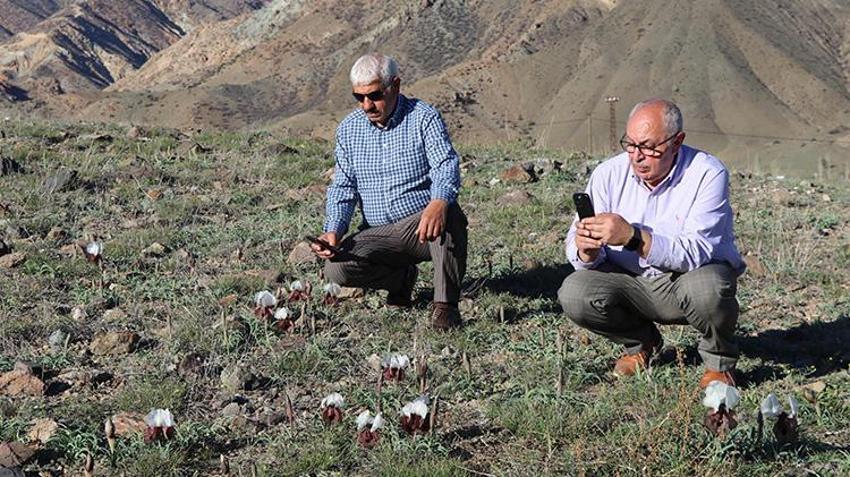 Erzurum'un meralarında baharın gelişini müjdeleyen endemik bitki çiçek açtı