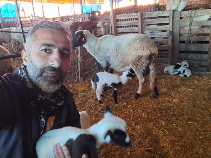 Artık koyunlar üçüz, dördüz, beşiz doğuruyor! Hayvancılık yapan dahi kardeşler verimi katladı