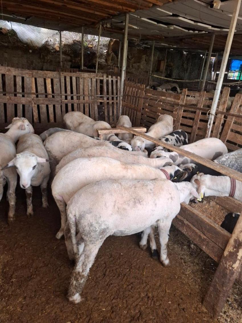 Artık koyunlar üçüz, dördüz, beşiz doğuruyor! Hayvancılık yapan dahi kardeşler verimi katladı