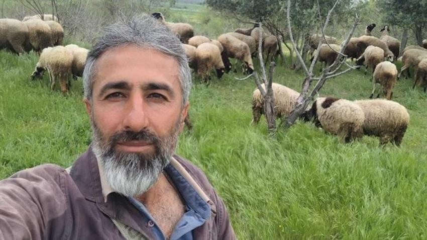 Artık koyunlar üçüz, dördüz, beşiz doğuruyor! Hayvancılık yapan dahi kardeşler verimi katladı