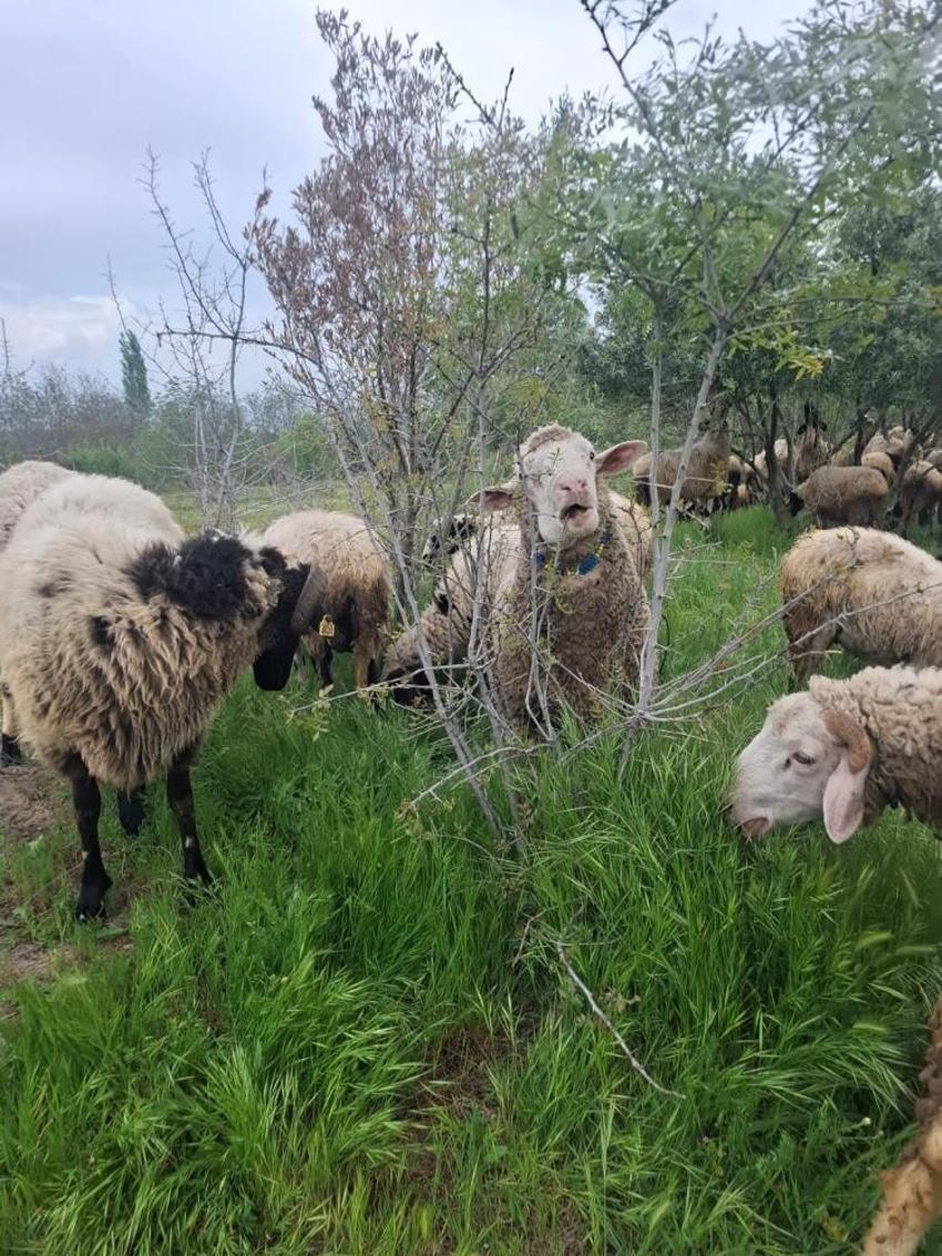Artık koyunlar üçüz, dördüz, beşiz doğuruyor! Hayvancılık yapan dahi kardeşler verimi katladı