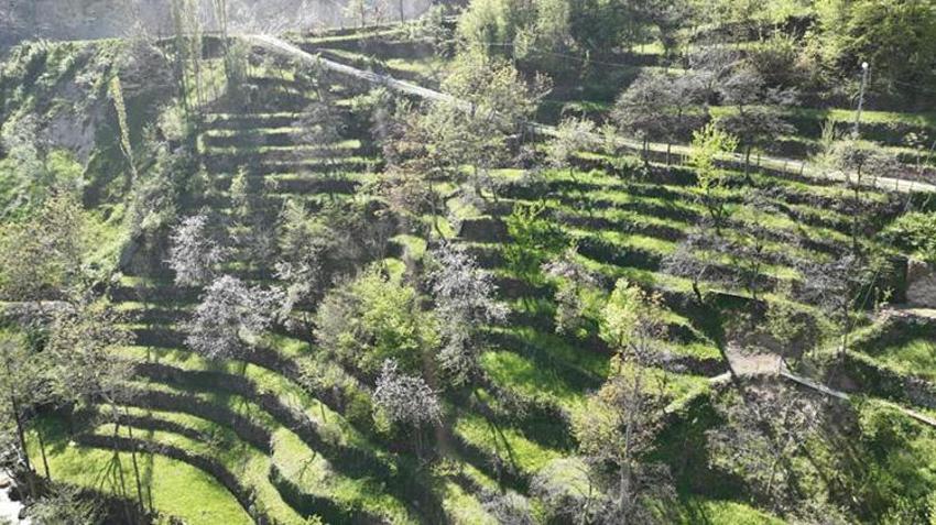 Artvinli aile 2 dönümü bu yöntemle 4 katına çıkardı! Bu hale getirmek için üç nesil emek verdi