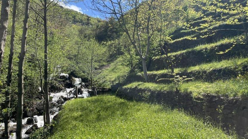 Artvinli aile 2 dönümü bu yöntemle 4 katına çıkardı! Bu hale getirmek için üç nesil emek verdi