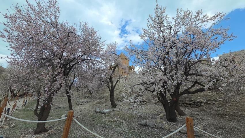 Van'ın incisinde bahar mesaisi: Akdamar Adası'nda badem çiçekleri açtı, ziyaretçi akını başladı!