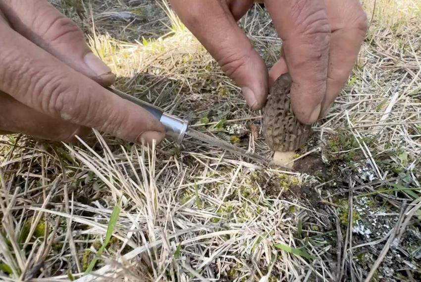 Doğru yeri bilen para basıyor! Kilosu 1.500 TL'den kapış kapış gidiyor: Vatandaşlar toplamak için akın ediyor