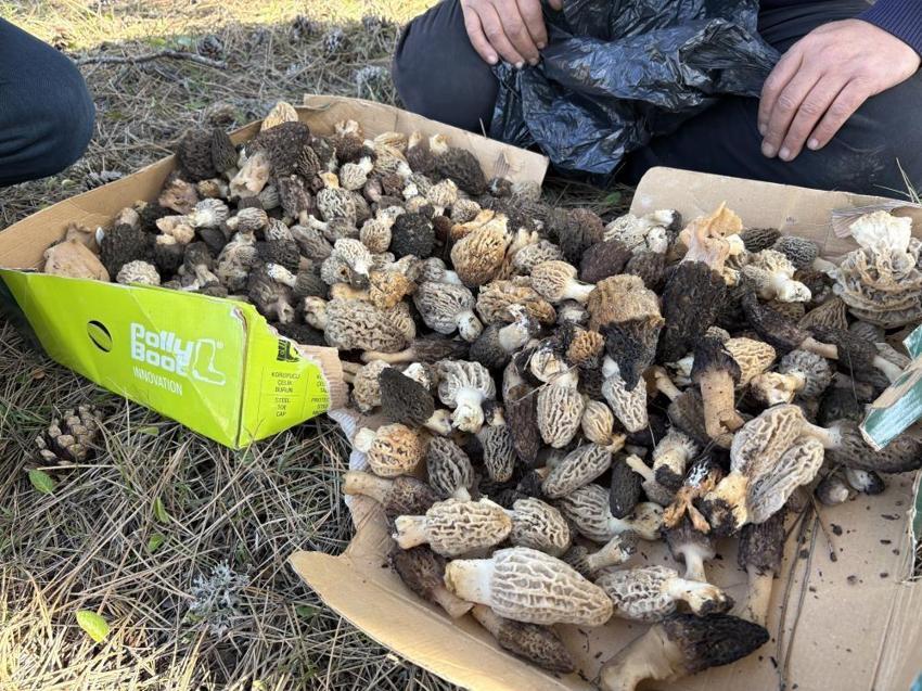 Doğru yeri bilen para basıyor! Kilosu 1.500 TL'den kapış kapış gidiyor: Vatandaşlar toplamak için akın ediyor