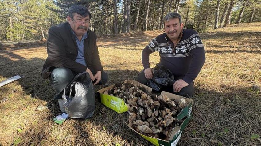 Doğru yeri bilen para basıyor! Kilosu 1.500 TL'den kapış kapış gidiyor: Vatandaşlar toplamak için akın ediyor