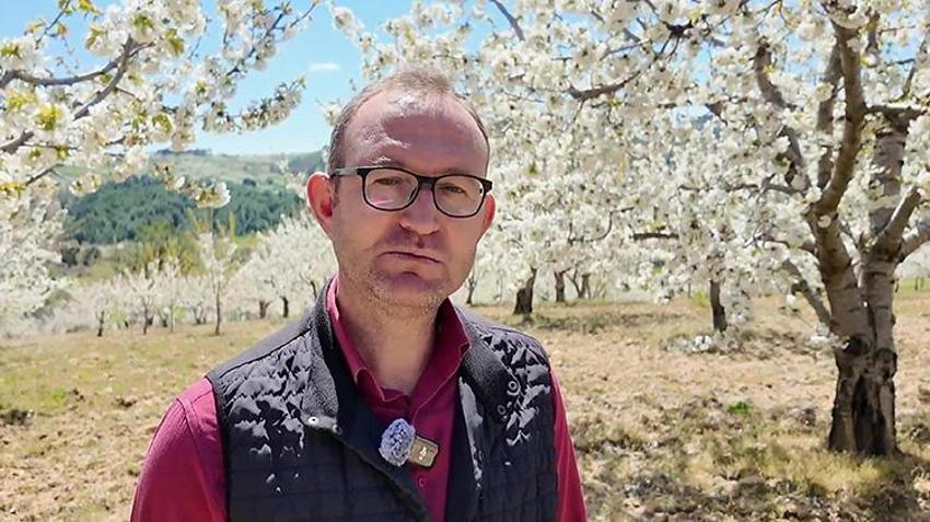 Tescilli lezzet için kritik süreç başladı: Demirci’de kiraz bahçelerinde gece mesaisi! Çiftçiden don riskine karşı "dumanlı" koruma