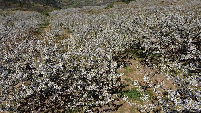 Tescilli lezzet için kritik süreç başladı: Demirci’de kiraz bahçelerinde gece mesaisi! Çiftçiden don riskine karşı "dumanlı" koruma