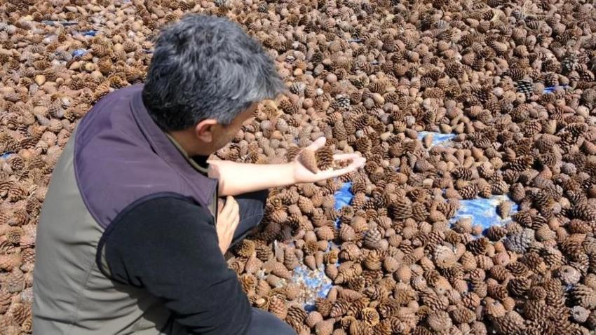 Kahramanmaraş'ta milyonlarca kızılçam tohumu toprakla buluşuyor: Yarınların ormanları için geri sayım başladı!