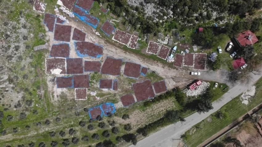 Kahramanmaraş'ta milyonlarca kızılçam tohumu toprakla buluşuyor: Yarınların ormanları için geri sayım başladı!