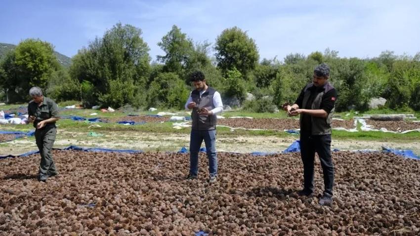 Kahramanmaraş'ta milyonlarca kızılçam tohumu toprakla buluşuyor: Yarınların ormanları için geri sayım başladı!