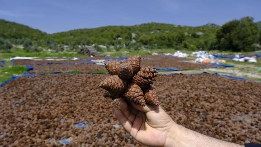 Kahramanmaraş'ta milyonlarca kızılçam tohumu toprakla buluşuyor: Yarınların ormanları için geri sayım başladı!