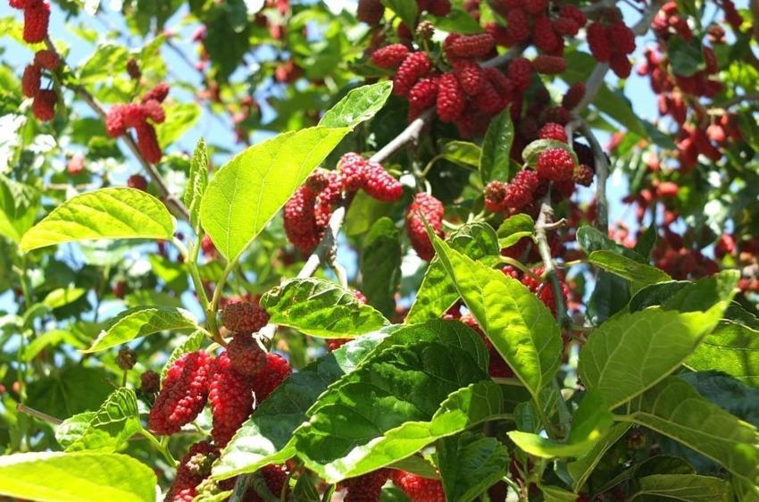 Balıkesir'in bahçelerinde yetişti: Anne ve babaları bu yıl erken sevindirdi!