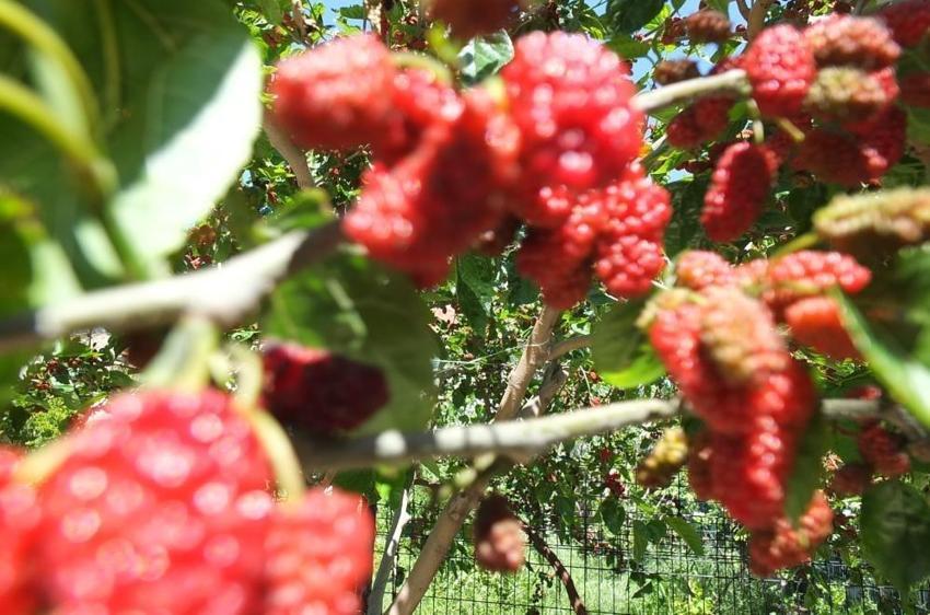 Balıkesir'in bahçelerinde yetişti: Anne ve babaları bu yıl erken sevindirdi!
