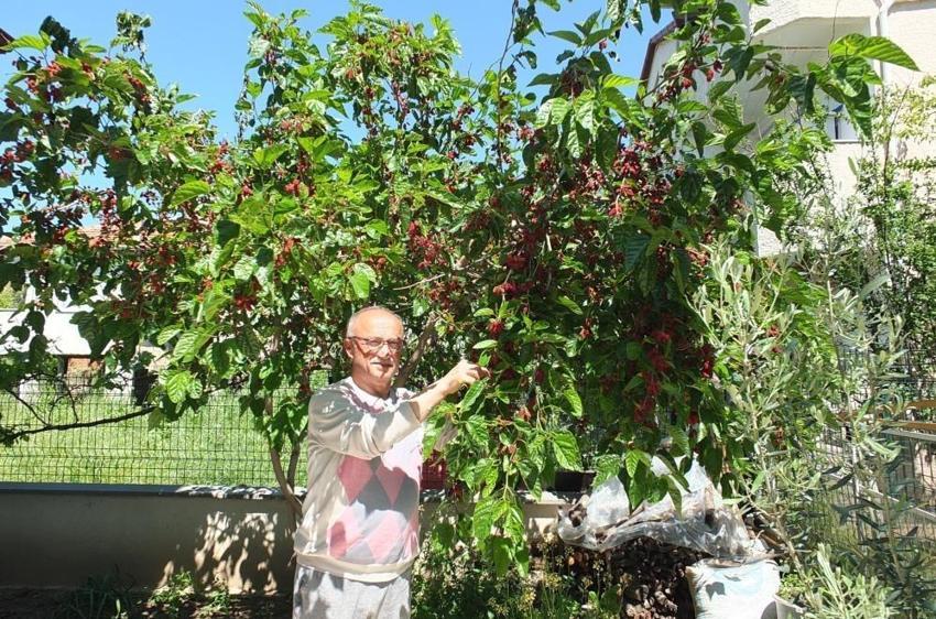 Balıkesir'in bahçelerinde yetişti: Anne ve babaları bu yıl erken sevindirdi!