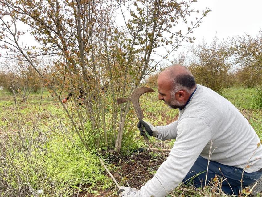 Dünya'da tek! Sadece Şanlıurfa'da yetişiyor: 1 ay sürecek hummalı çalışma başladı
