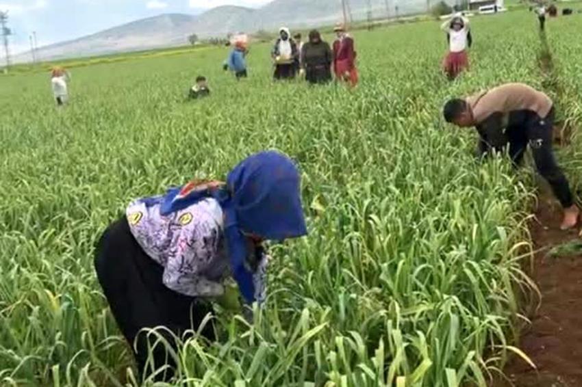 Fiyatı artmıştı, hasat için gün sayılıyor! Yurt içi ve yurt dışından talep yağıyor