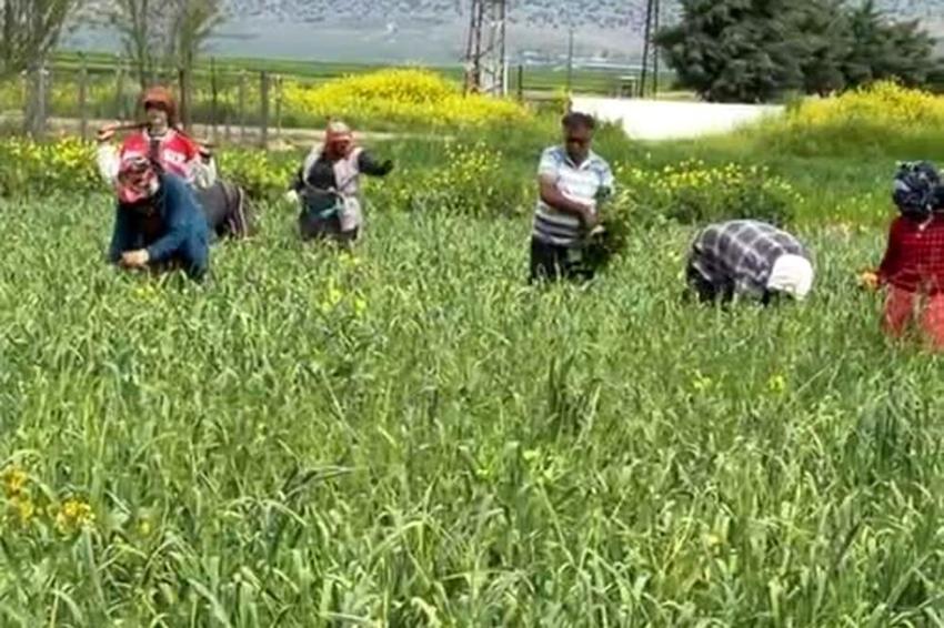 Fiyatı artmıştı, hasat için gün sayılıyor! Yurt içi ve yurt dışından talep yağıyor