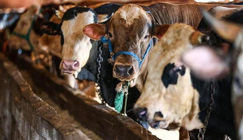 Gaziantep'te kurban nerelerde kesilecek! İşte kurban kesim yerleri listesi