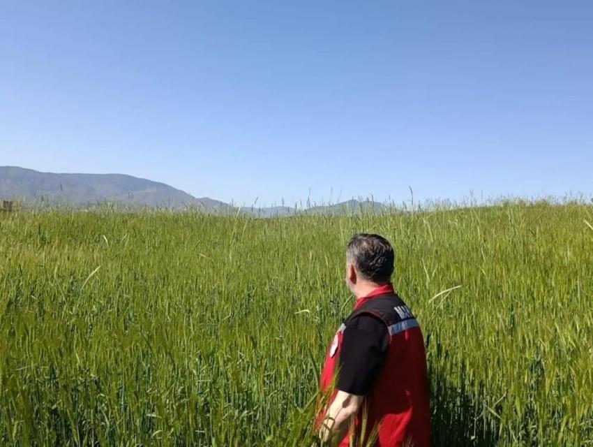 Manisa'da ekipler tarlaya indi: Süne'ye karşı harekete geçildi