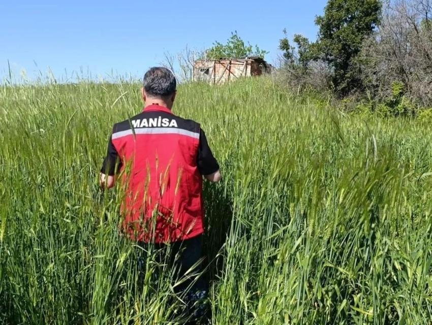 Manisa'da ekipler tarlaya indi: Süne'ye karşı harekete geçildi