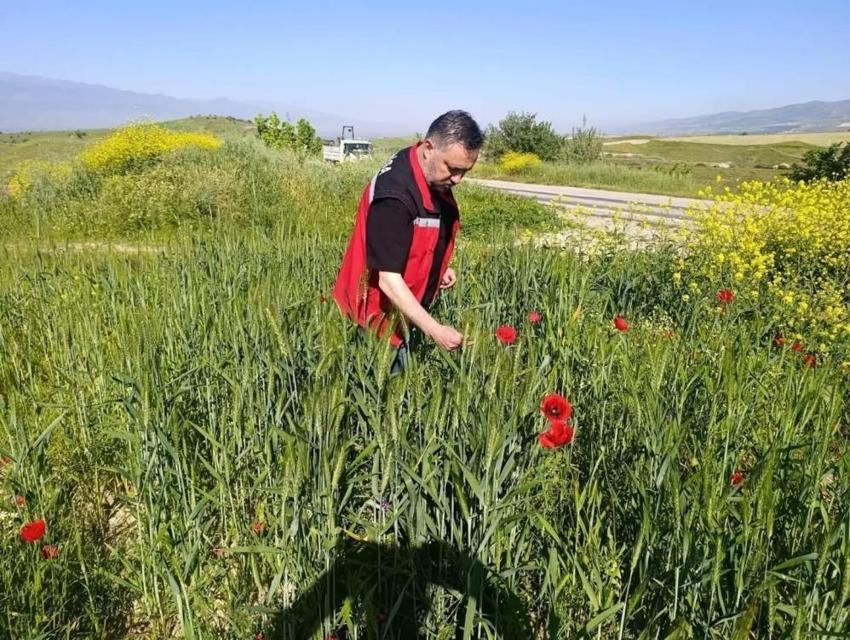 Manisa'da ekipler tarlaya indi: Süne'ye karşı harekete geçildi