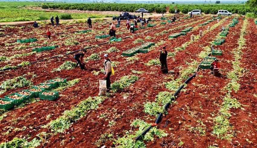 Adana’da sarı altın mesaisi başladı! Yağmurlar rekolteyi vurdu: Dönüm başı verim 3 tona düştü, kilogramı 25 lira!