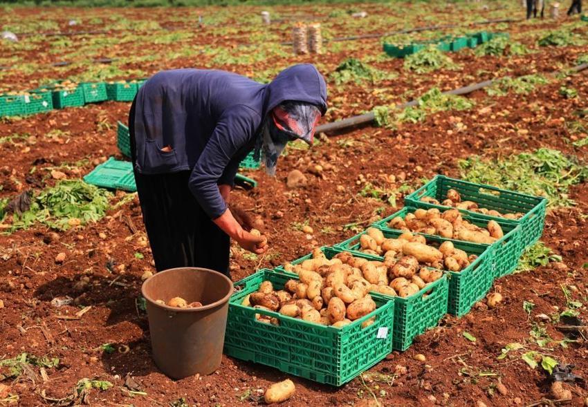 Adana’da sarı altın mesaisi başladı! Yağmurlar rekolteyi vurdu: Dönüm başı verim 3 tona düştü, kilogramı 25 lira!