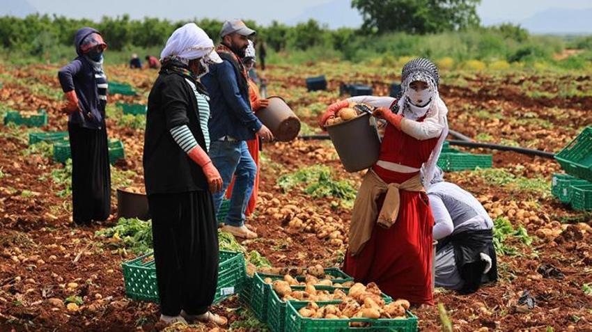Adana’da sarı altın mesaisi başladı! Yağmurlar rekolteyi vurdu: Dönüm başı verim 3 tona düştü, kilogramı 25 lira!