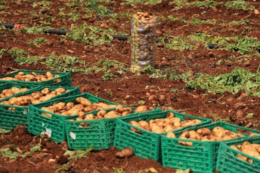Adana’da sarı altın mesaisi başladı! Yağmurlar rekolteyi vurdu: Dönüm başı verim 3 tona düştü, kilogramı 25 lira!