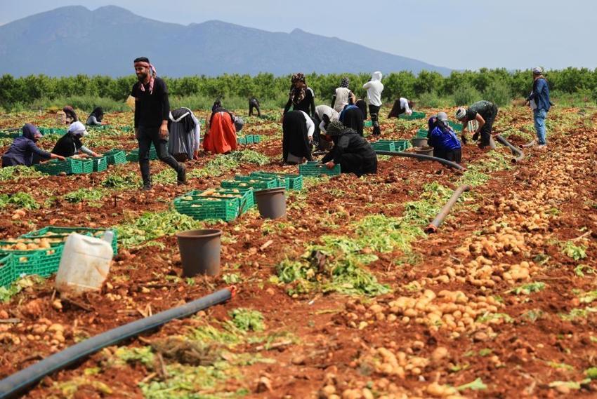 Adana’da sarı altın mesaisi başladı! Yağmurlar rekolteyi vurdu: Dönüm başı verim 3 tona düştü, kilogramı 25 lira!
