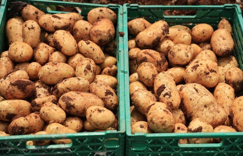 Adana’da sarı altın mesaisi başladı! Yağmurlar rekolteyi vurdu: Dönüm başı verim 3 tona düştü, kilogramı 25 lira!