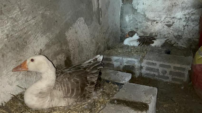 Karslı üreticiler dertli! Bebek gibi bakıyorlardı, verim düştü: Çareyi yeni yöntemde buldular