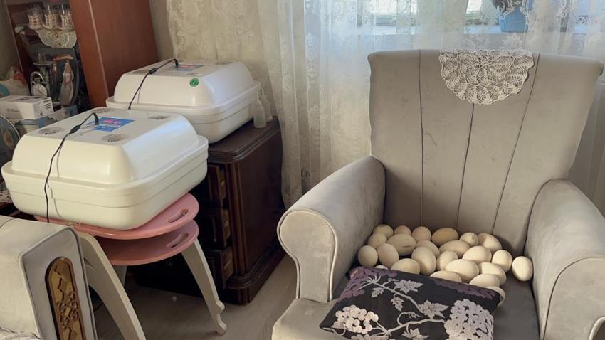 Karslı üreticiler dertli! Bebek gibi bakıyorlardı, verim düştü: Çareyi yeni yöntemde buldular