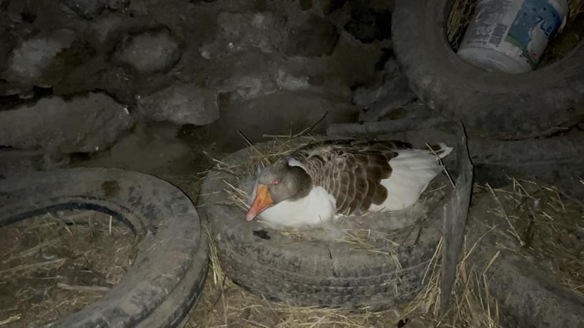 Karslı üreticiler dertli! Bebek gibi bakıyorlardı, verim düştü: Çareyi yeni yöntemde buldular