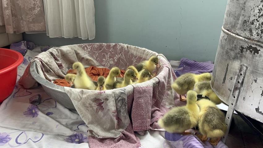 Karslı üreticiler dertli! Bebek gibi bakıyorlardı, verim düştü: Çareyi yeni yöntemde buldular