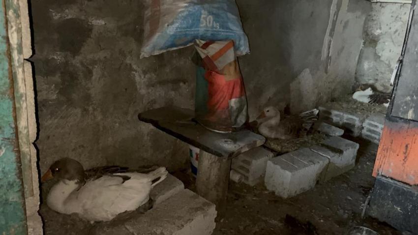 Karslı üreticiler dertli! Bebek gibi bakıyorlardı, verim düştü: Çareyi yeni yöntemde buldular