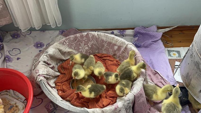 Karslı üreticiler dertli! Bebek gibi bakıyorlardı, verim düştü: Çareyi yeni yöntemde buldular