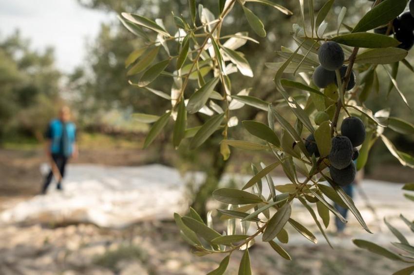 Manisa'da zeytin için tarihi buluşma: UNECSO tescili masaya geliyor!