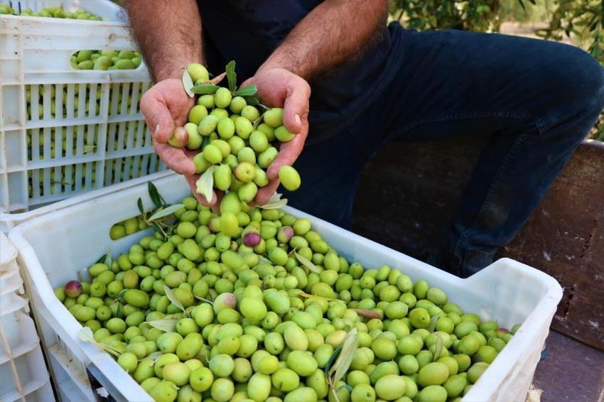 Manisa'da zeytin için tarihi buluşma: UNECSO tescili masaya geliyor!