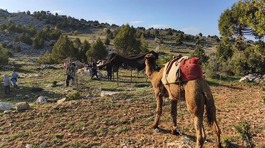 Mersin'de yörüklerin yayla göçü başladı: 'Bu dağlar bizim evimiz'