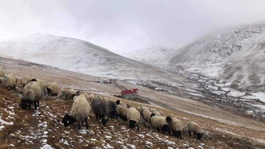 Karadeniz’de yayla krizi büyüyor! 300 yıllık kadim hak mı, yeni mera kararı mı? Giresunlu yaylacılardan Gümüşhane’ye sert tepki