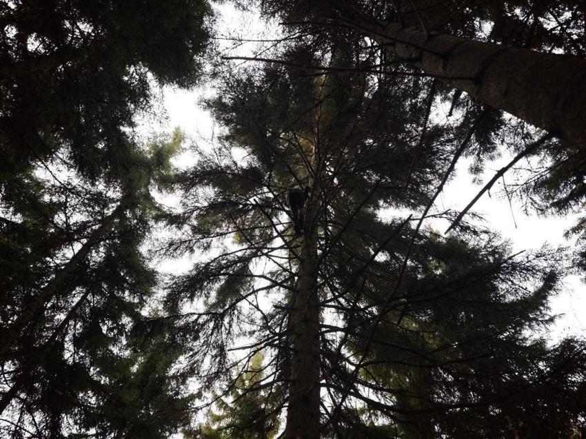 Artvin'de 40 metre yüksekte sorunu çözdüler!