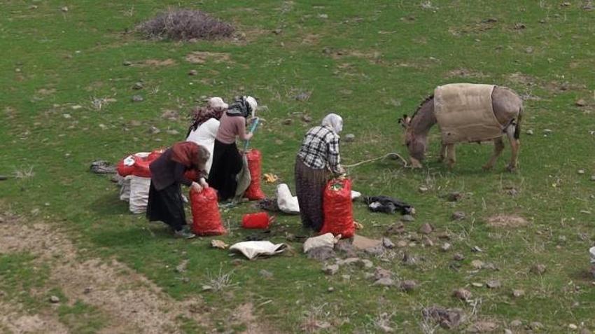 Muşlu vatandaşların gelir kaynağı oldu! Dağdan toplayan 50 liraya satıyor: Tırlarla tüm Türkiye'ye gönderiliyor