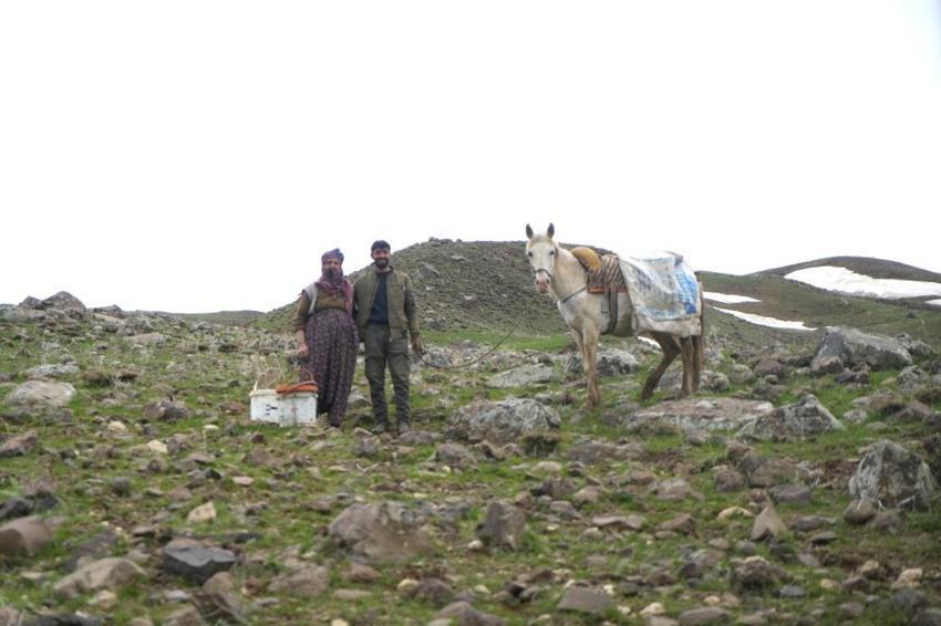 Muşlu vatandaşların gelir kaynağı oldu! Dağdan toplayan 50 liraya satıyor: Tırlarla tüm Türkiye'ye gönderiliyor