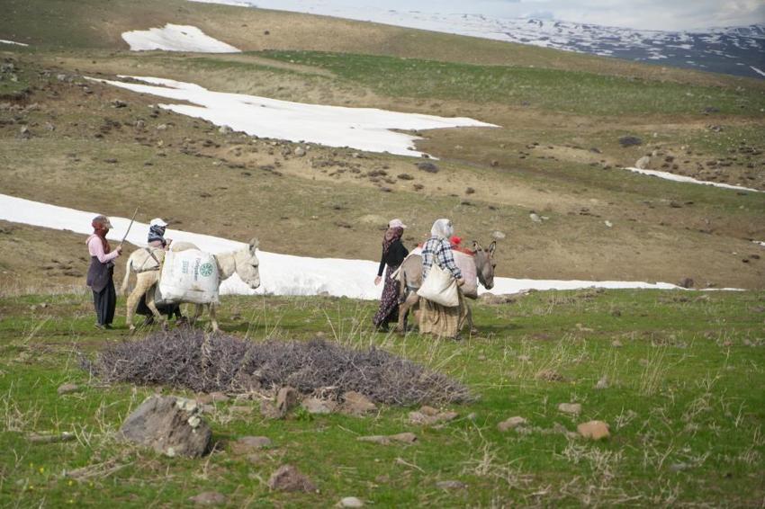 Muşlu vatandaşların gelir kaynağı oldu! Dağdan toplayan 50 liraya satıyor: Tırlarla tüm Türkiye'ye gönderiliyor