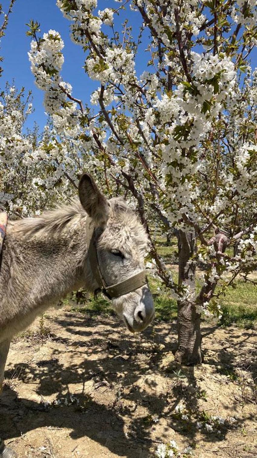 Afyonkarahisar’da beşinci 'Kiraz Çiçeği Fotoğraf Etkinliği' görsel şölen oluşturdu
